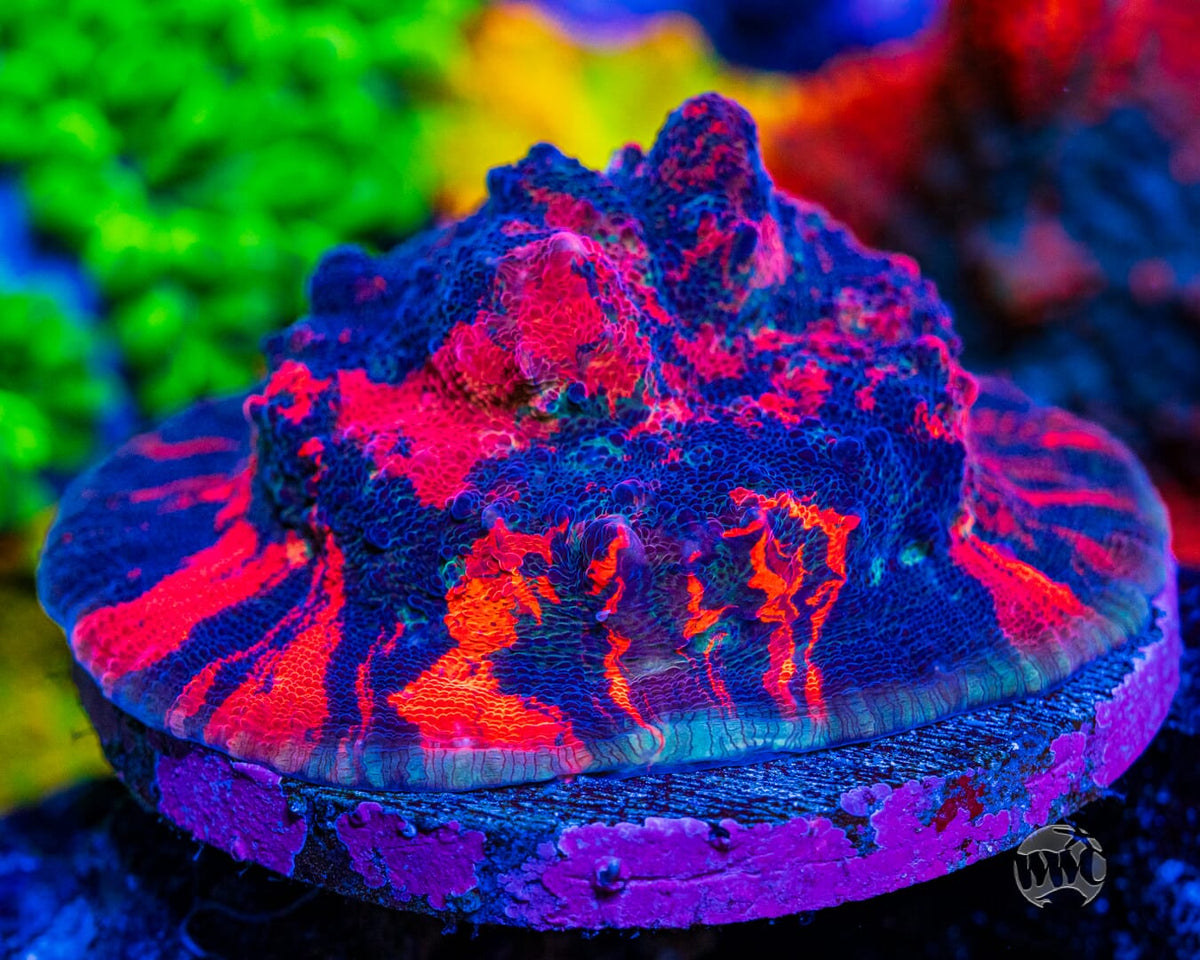 WWC Oil Spill Chalice - Mother Colony