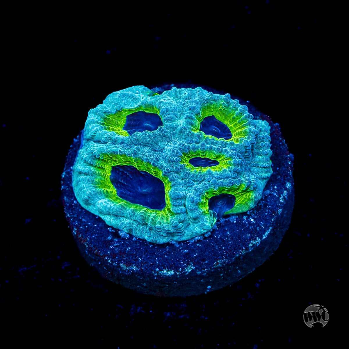 WWC PPE Favia Coral