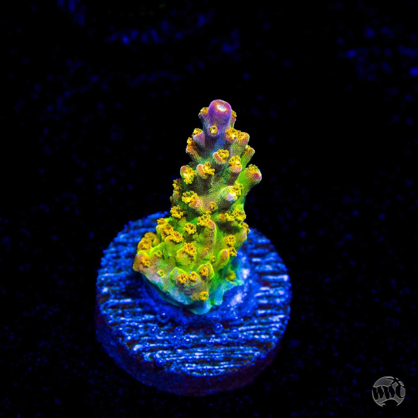 Paletta Pink Tip Acropora