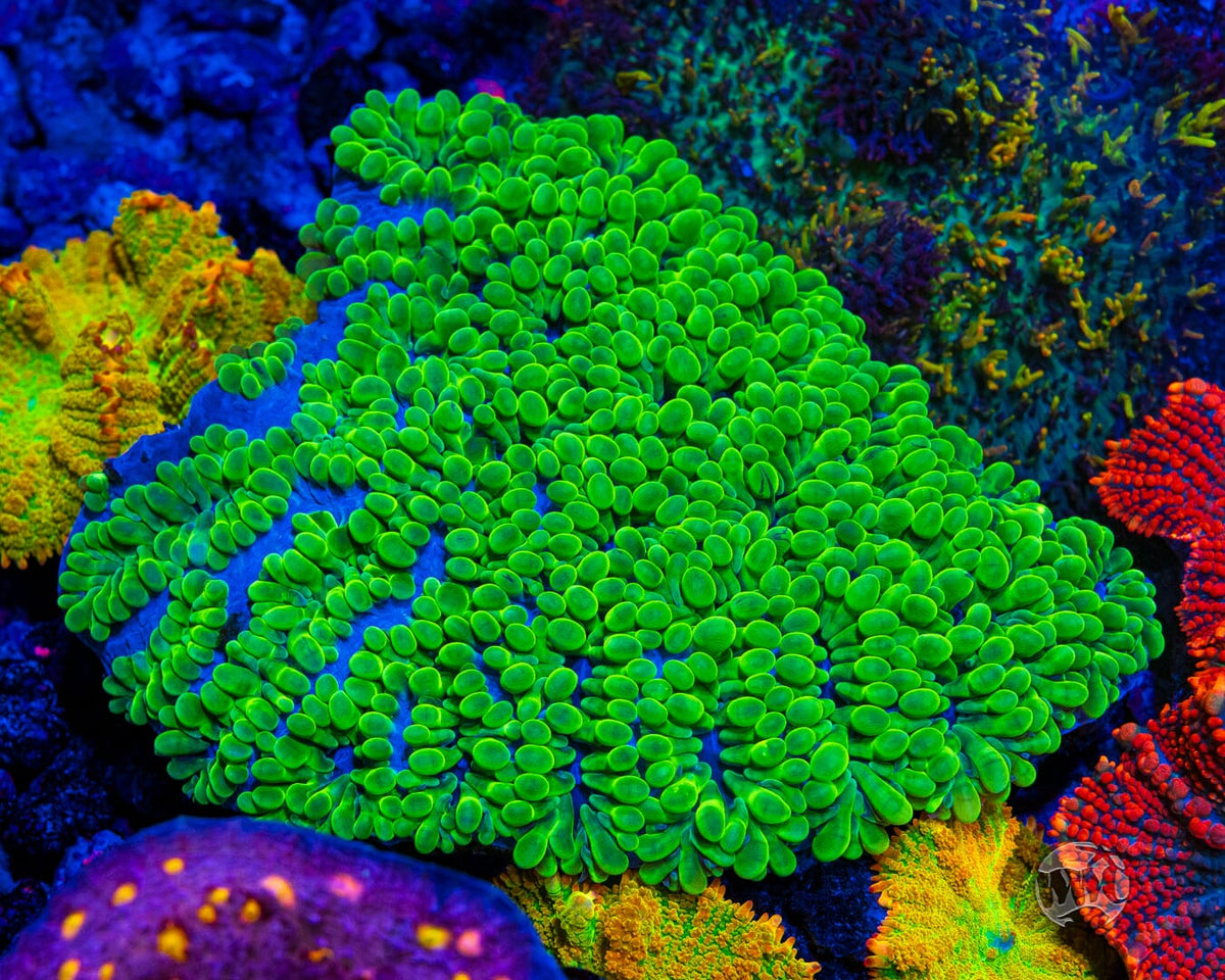 WWC Pearl Bubble Coral - Mother Colony