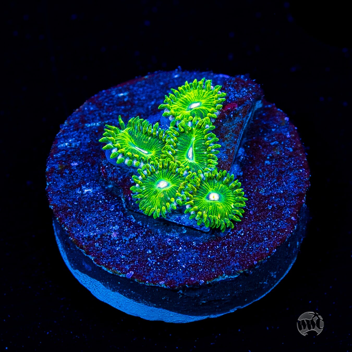 WWC Pine Nutz Zoanthids