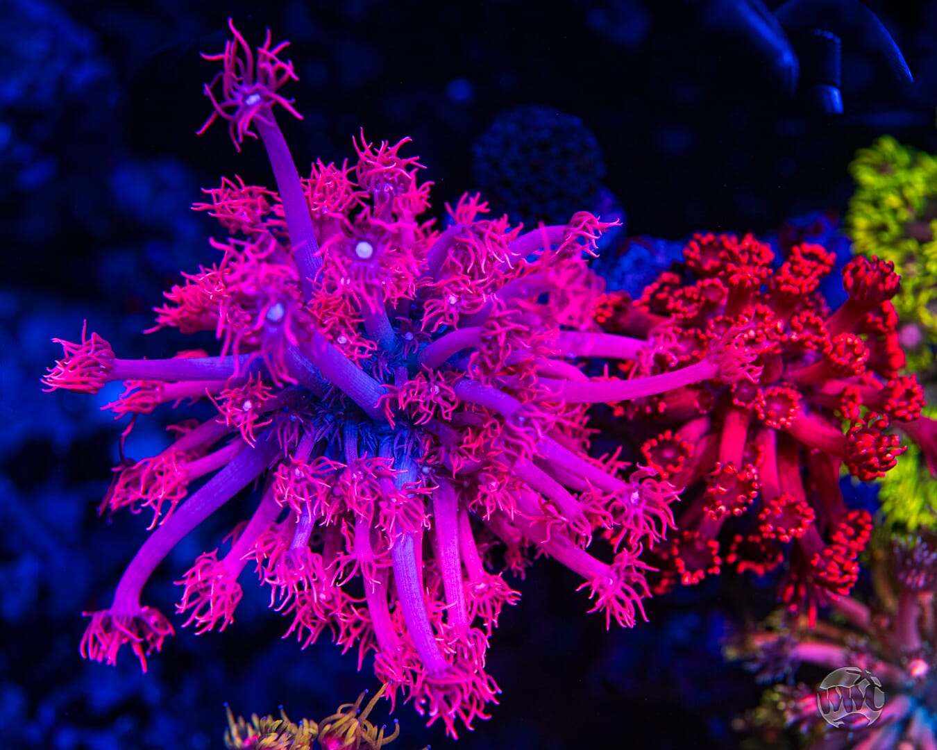 WWC Pink Lady Goniopora - Mother Colony Photo