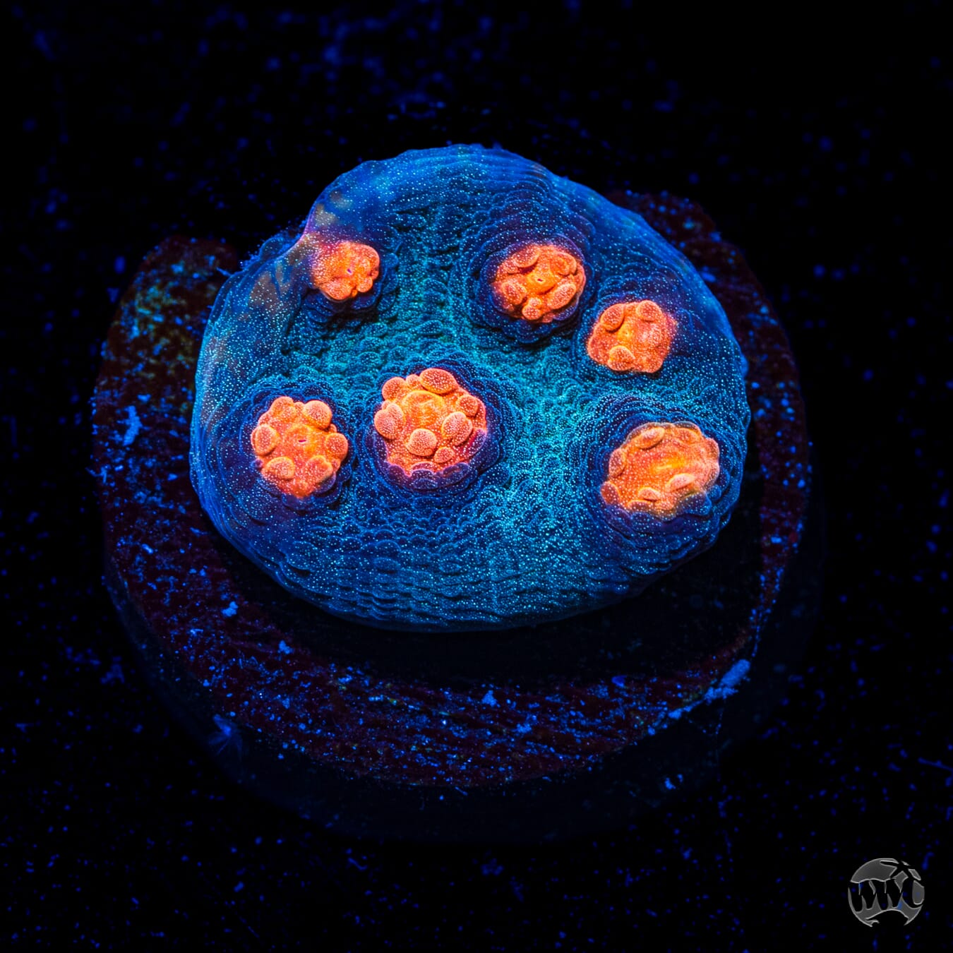WWC Pumpkin Head Chalice Coral