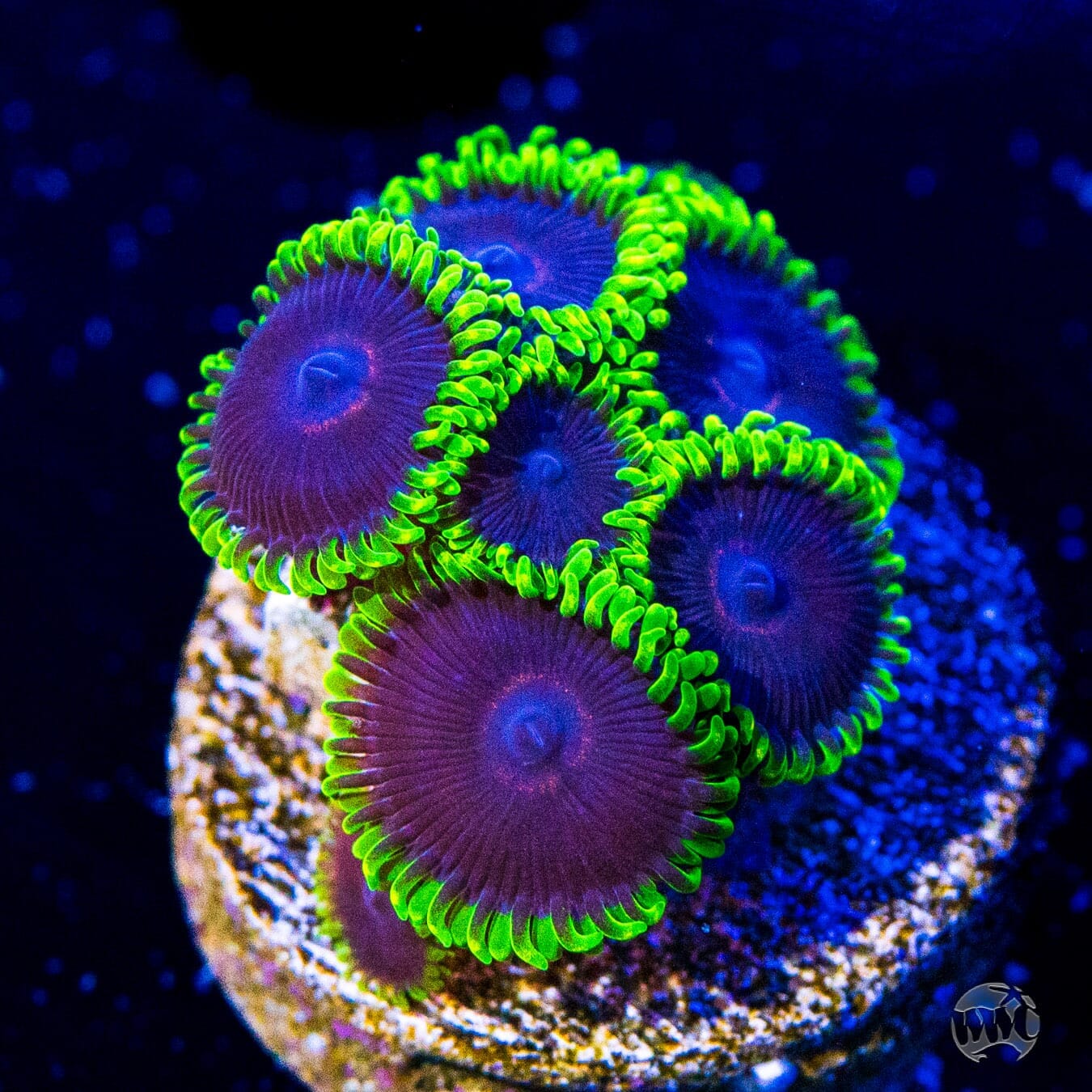 WWC Purple Hearts Zoanthids