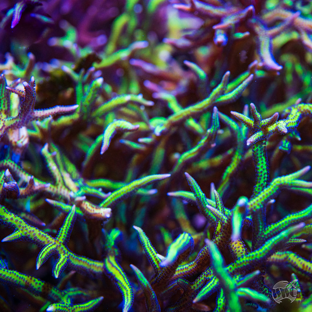 WWC Purple Polyp Birdsnest Coral