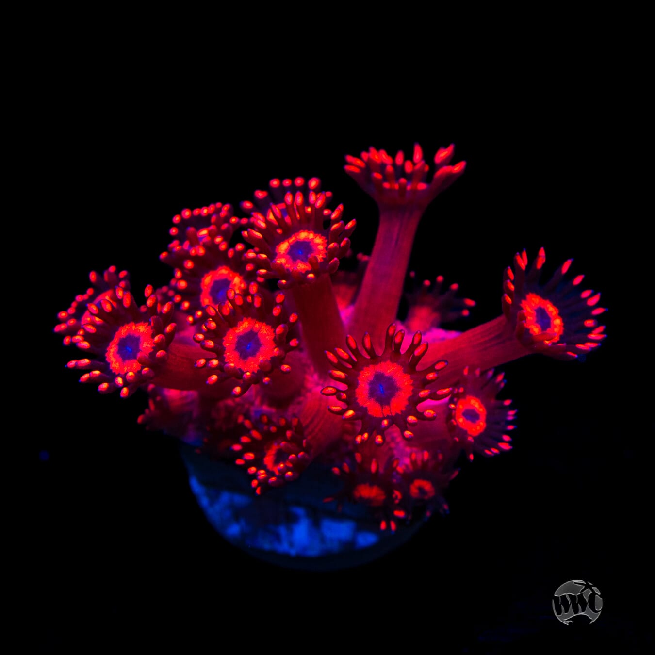 WWC Ragin' Rojo Goniopora