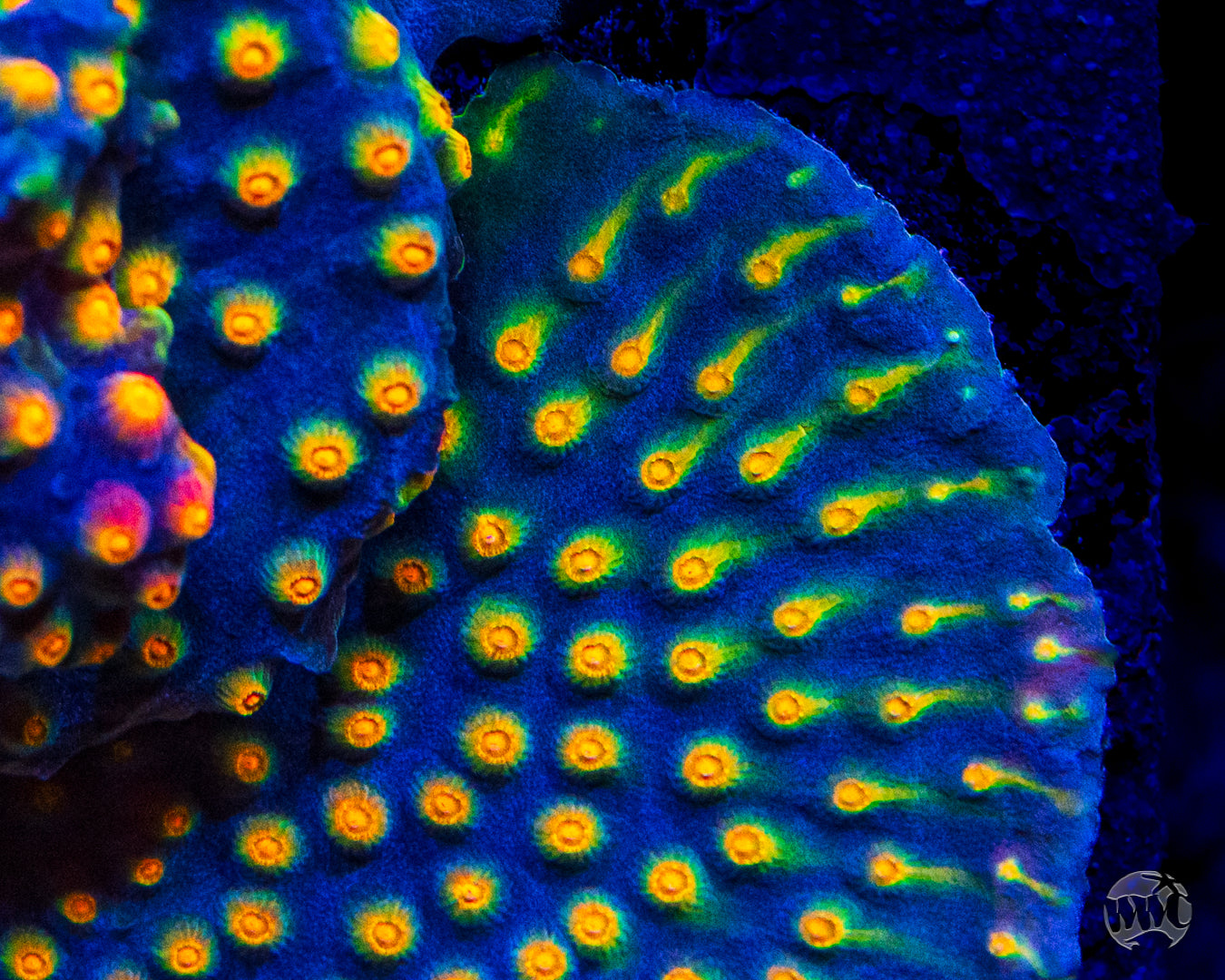 WWC Rainbow Madness Cyphastrea Coral
