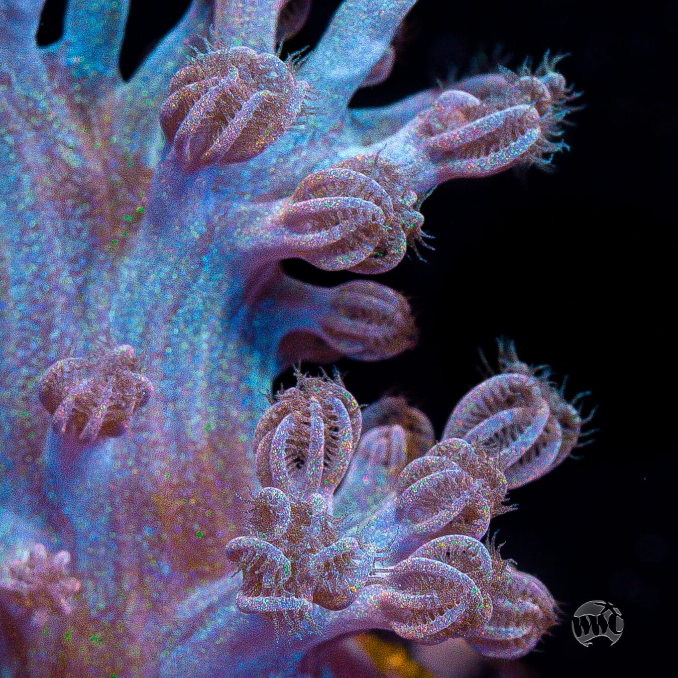 WWC Rainbow Sprinkles Cespitularia - Mother Colony