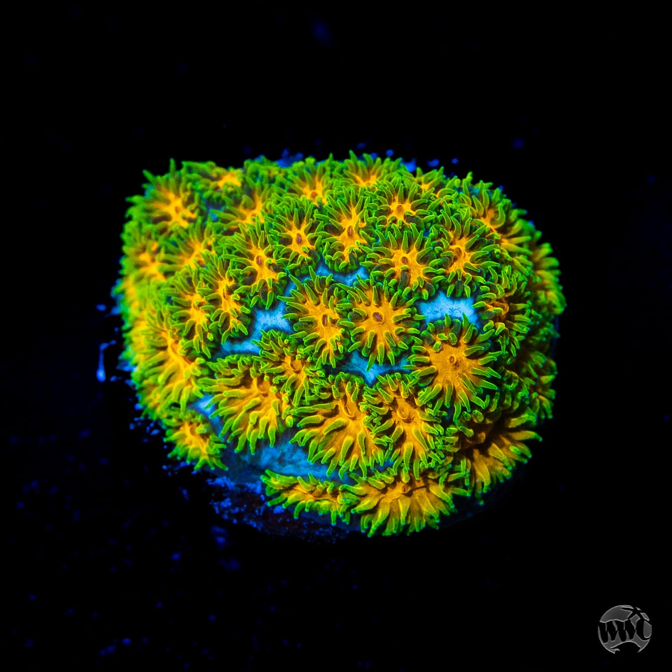 WWC Rogue Leptastrea Coral