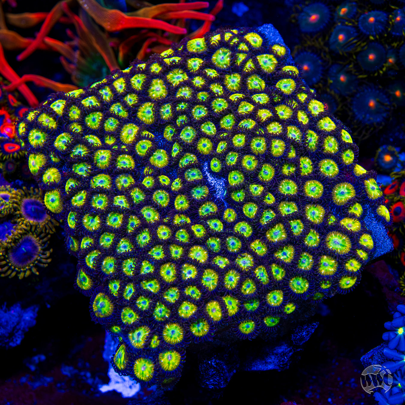 WWC Saltwater Taffee Zoanthids