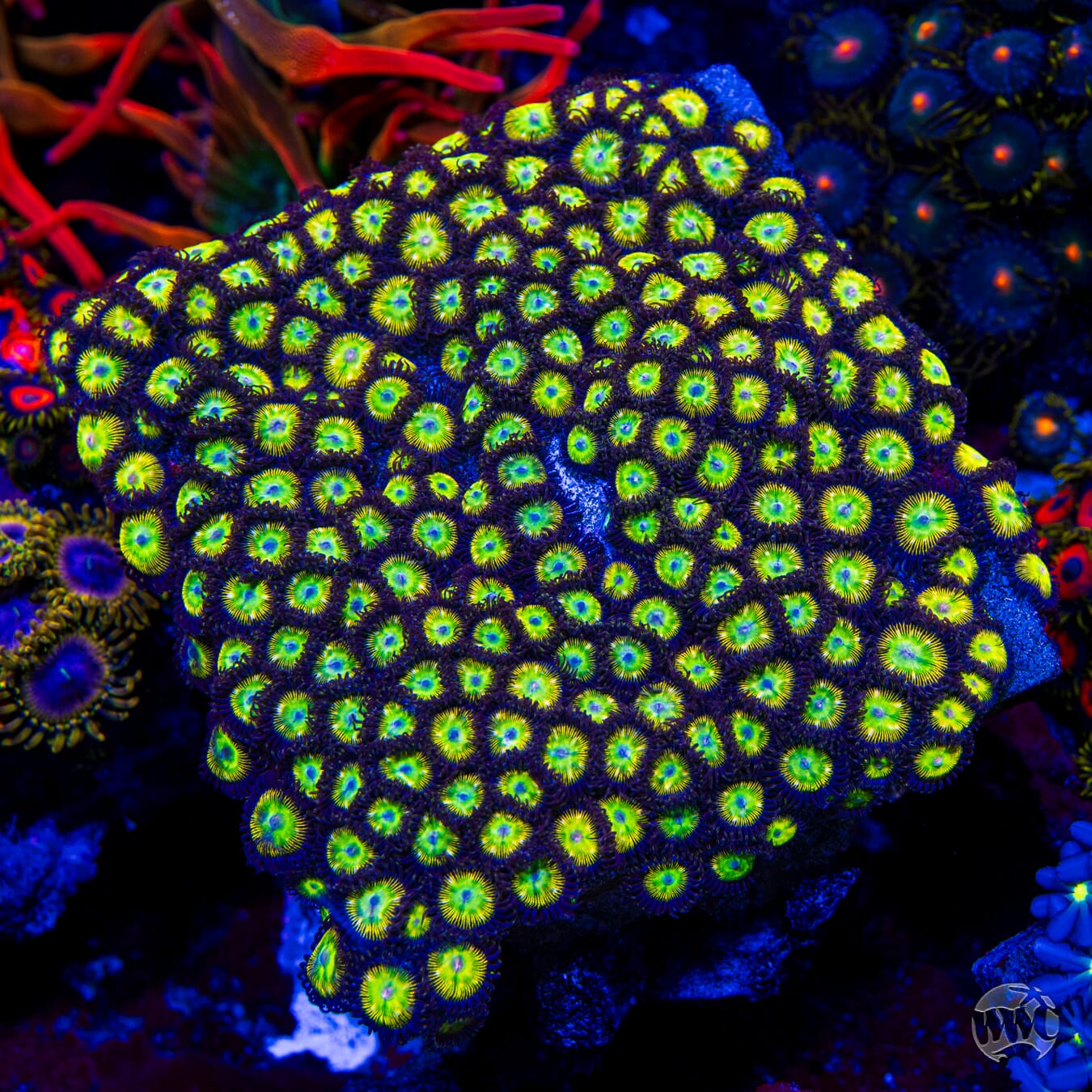 WWC Saltwater Taffee Zoanthids - Mother Colony Photo