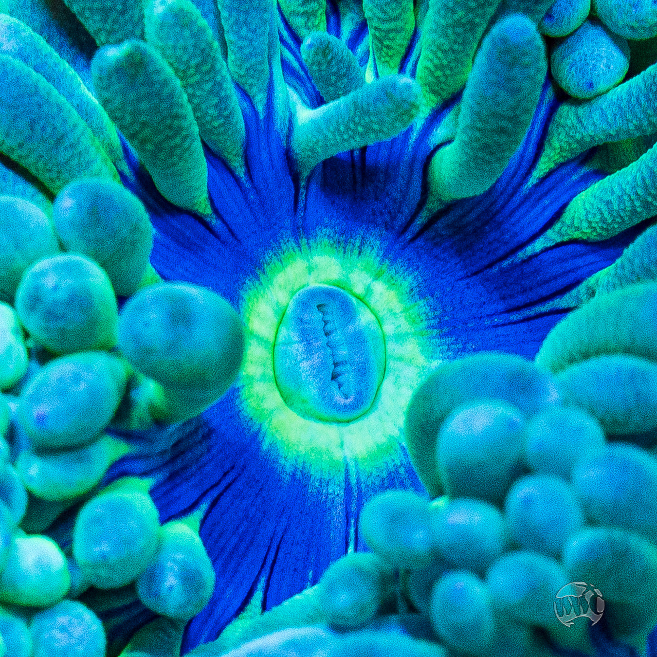 WWC Sapphire Halo Duncan