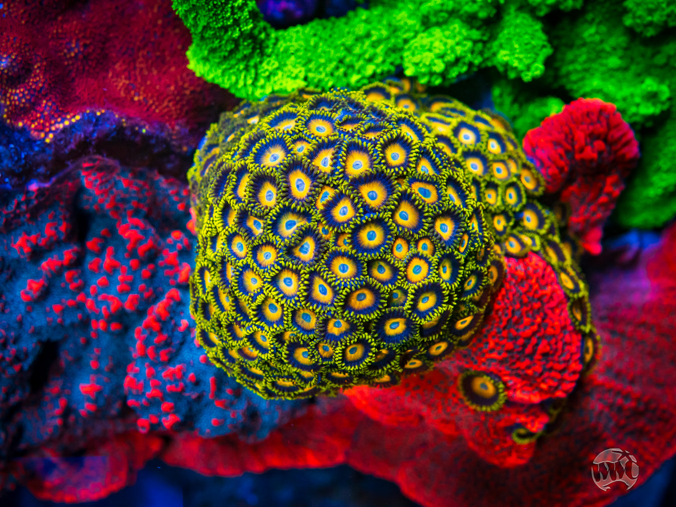 WWC Scrambled Eggs Zoanthids