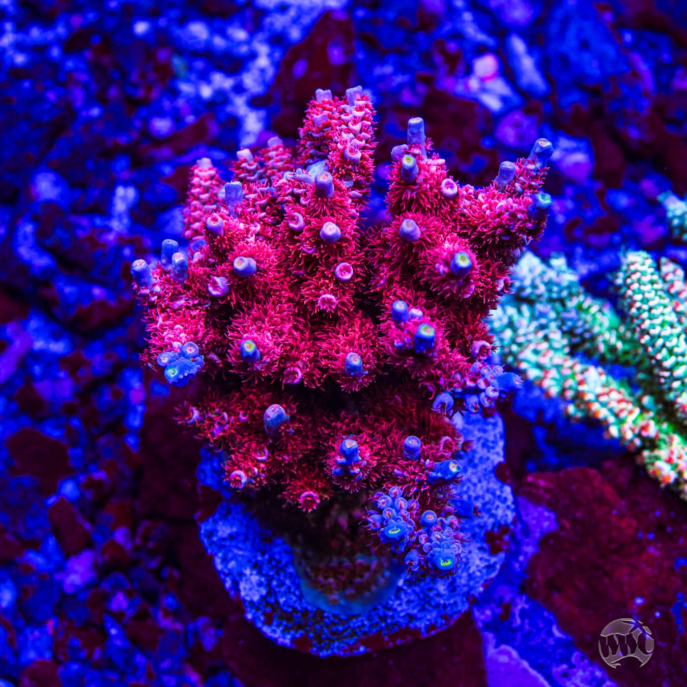 WWC Sex Panther Tenuis Acropora - Mother Colony