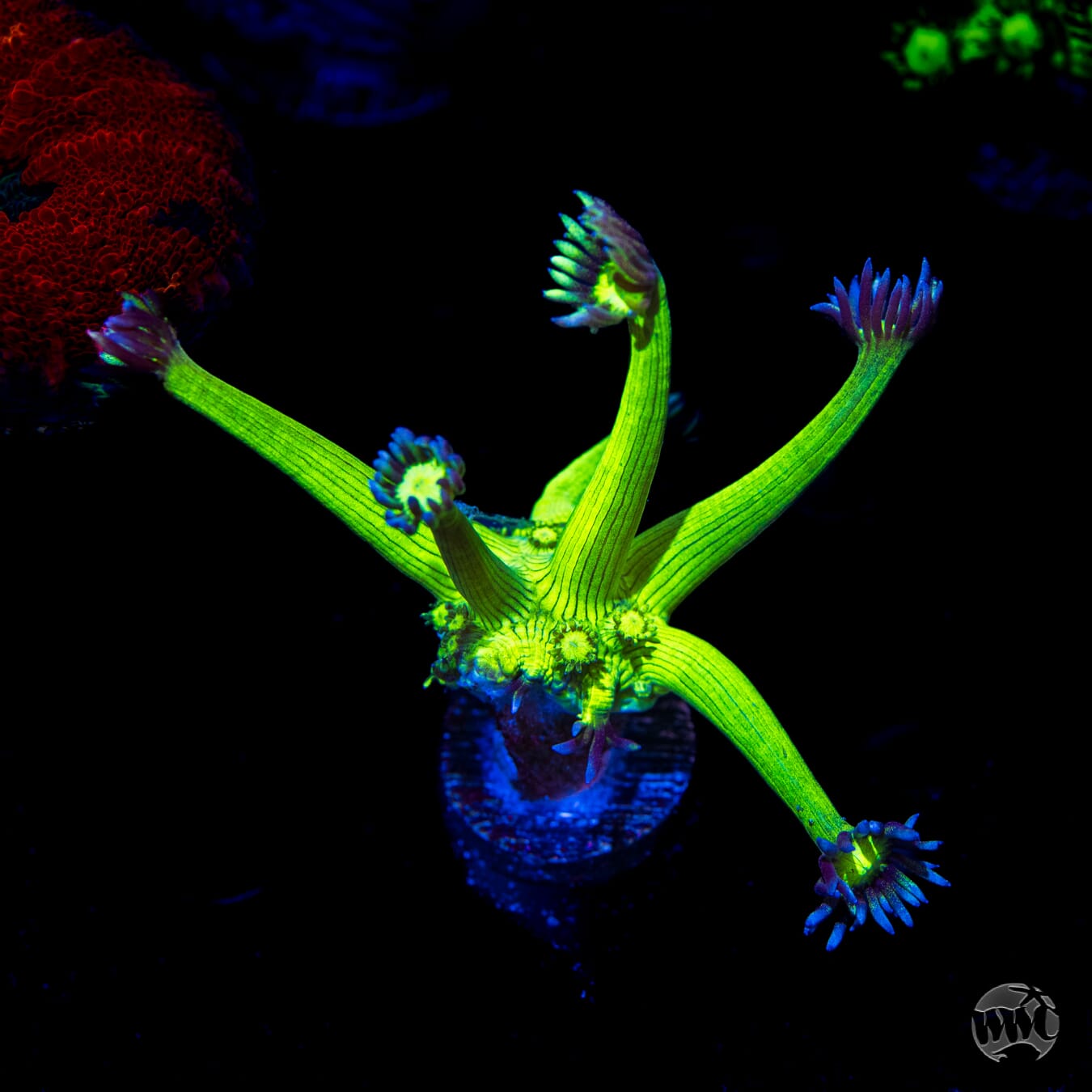 WWC Shadow Flame Goniopora Coral