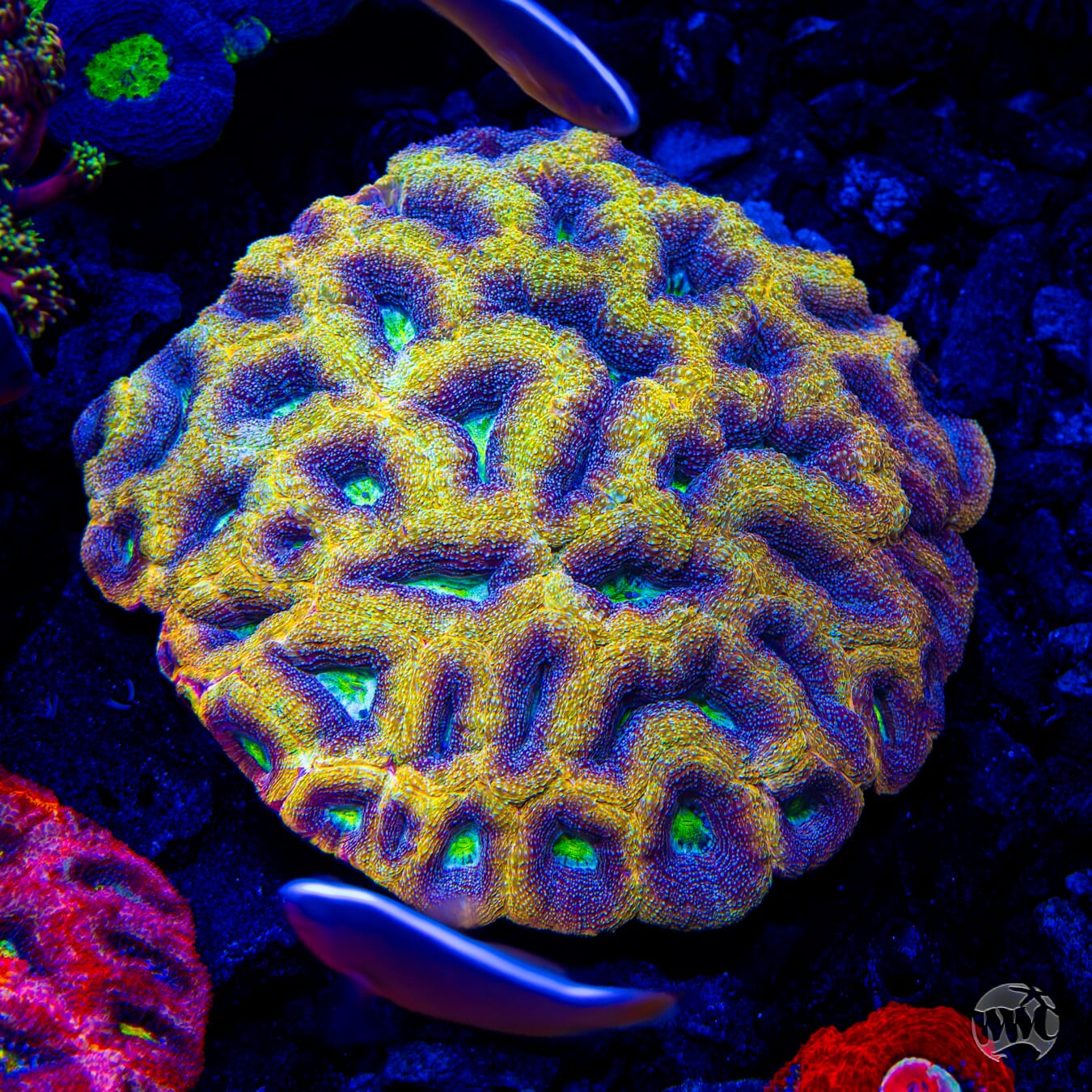 WWC Shaolin Soul Bowerbanki - Mother Colony