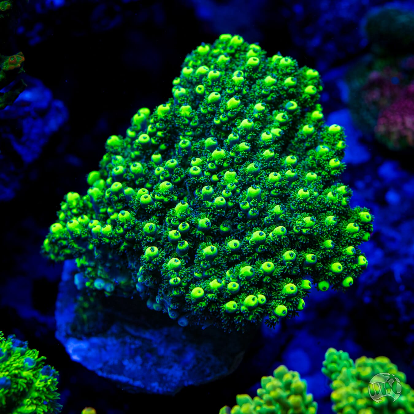 WWC Shark Bite Acropora - Mother Colony