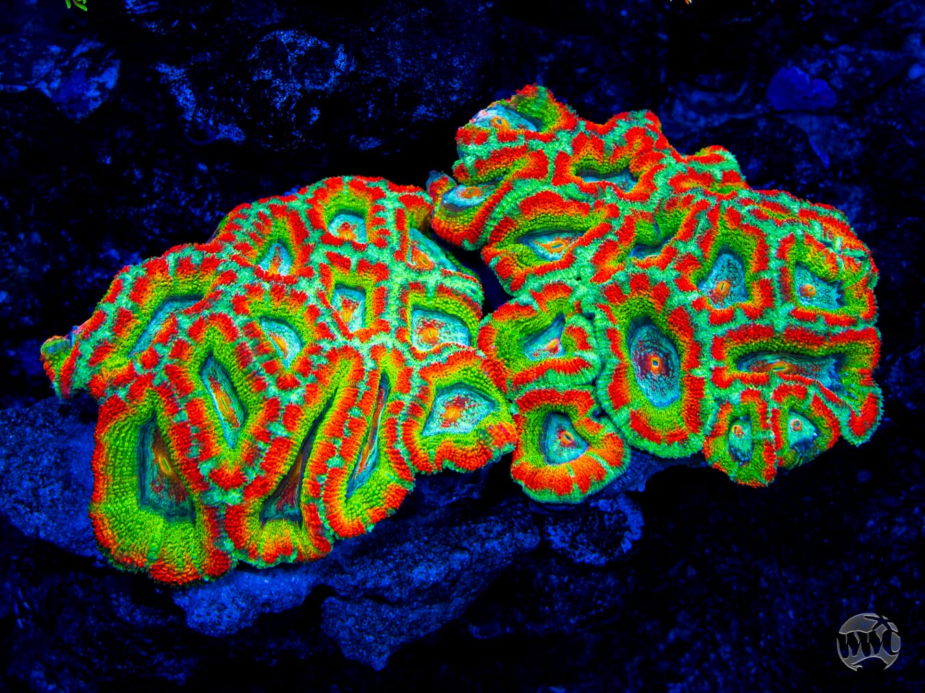 WWC Shockwave Aussie Lord - Mother Colony