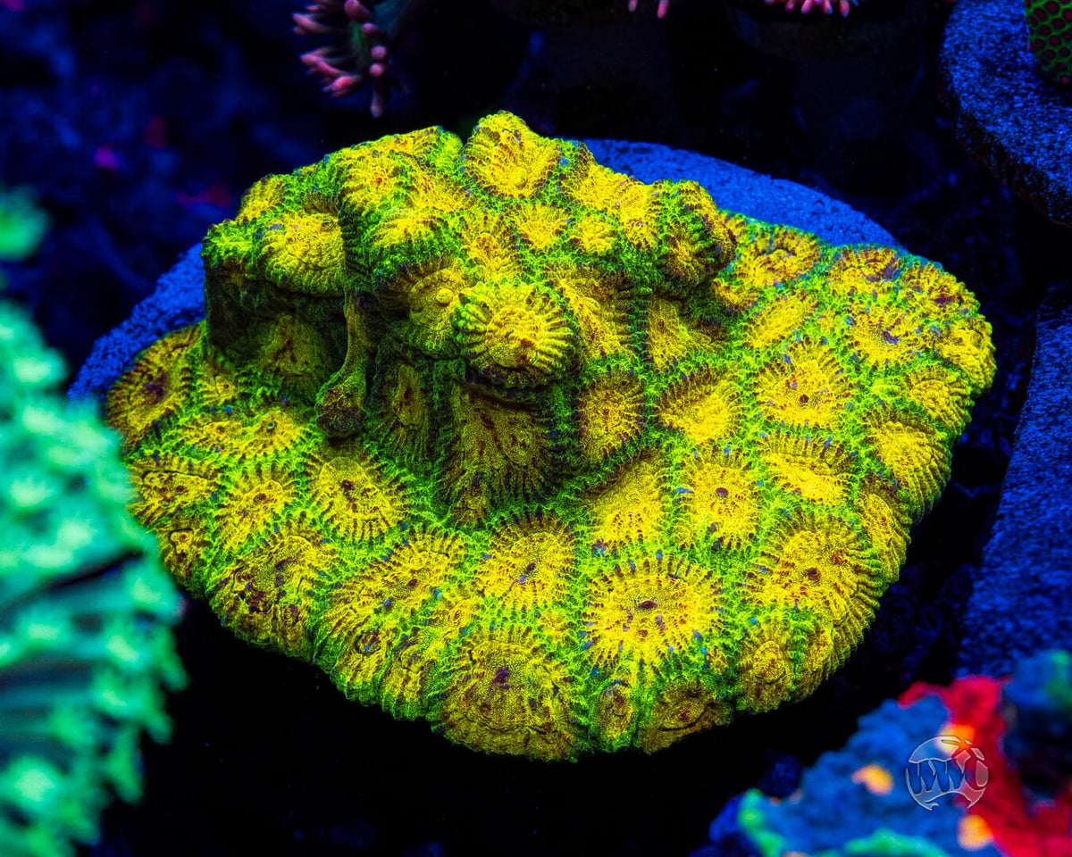 WWC Skull Crusher Favia - Mother Colony