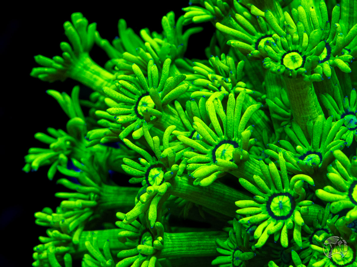 WWC Sky's Neon Freon Goniopora