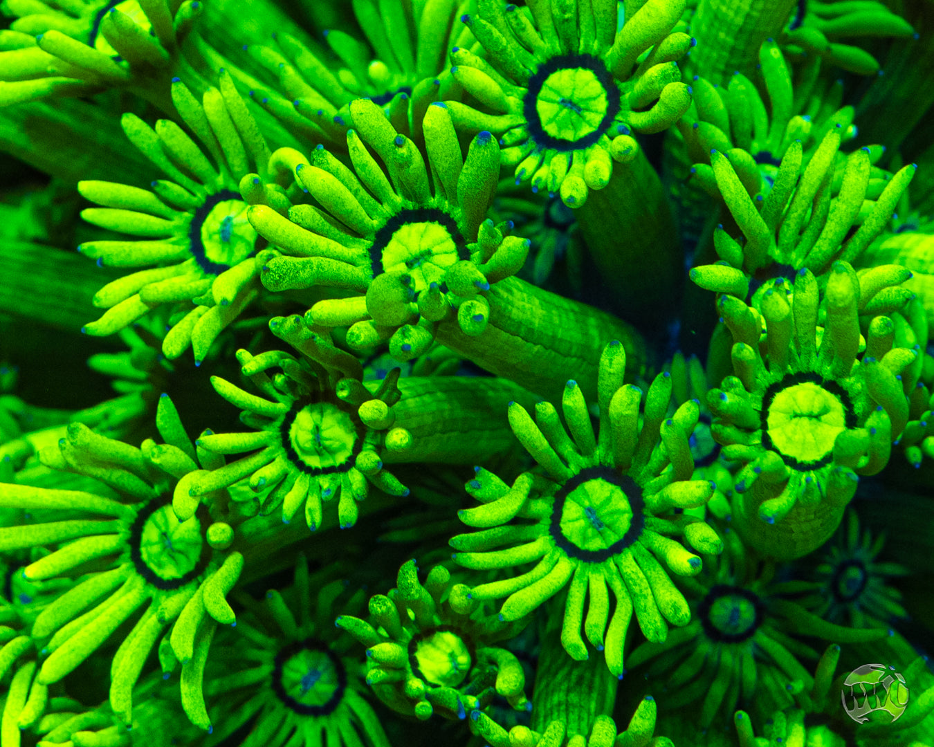 WWC Sky's Neon Freon Goniopora