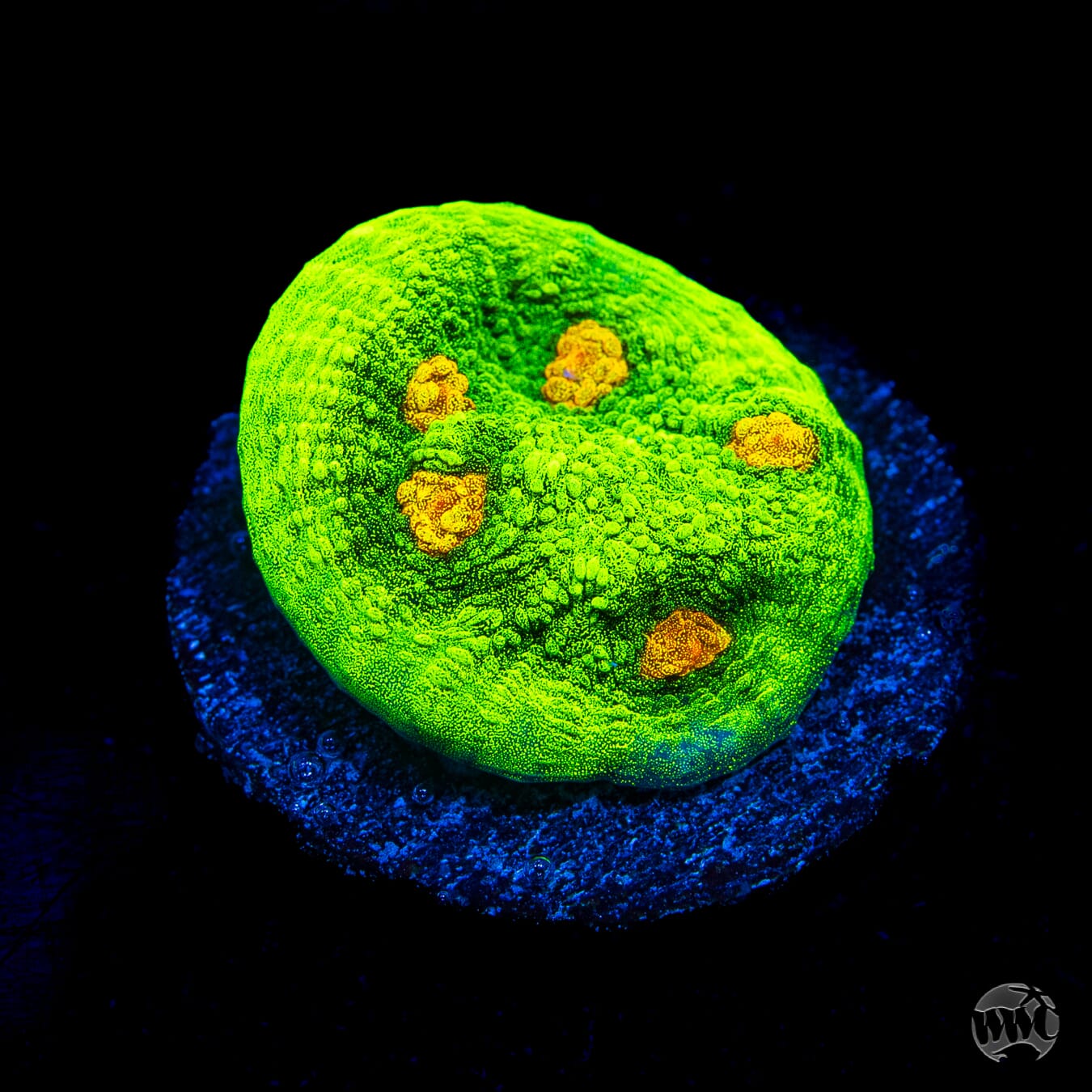 WWC Space Invader Mycedium Chalice Coral