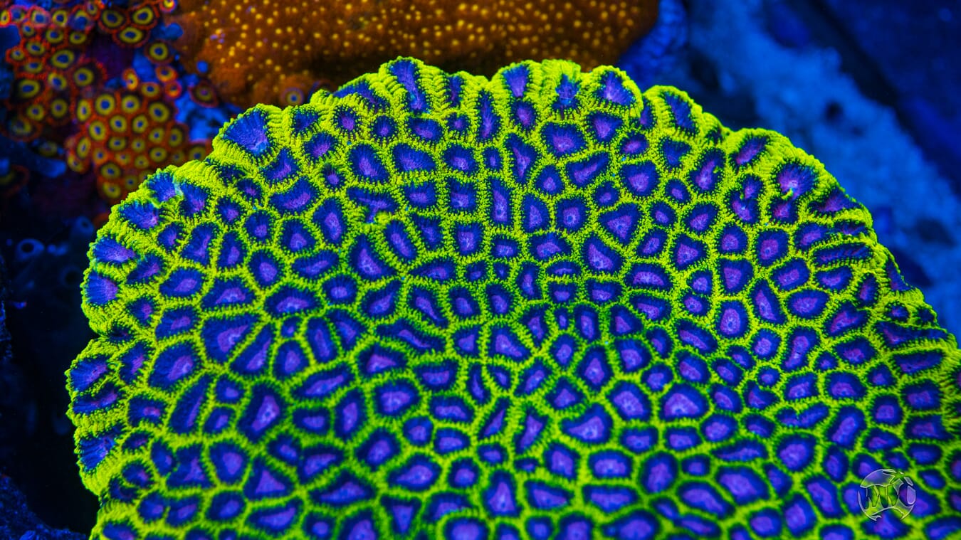 WWC Space Monkey Favia Coral