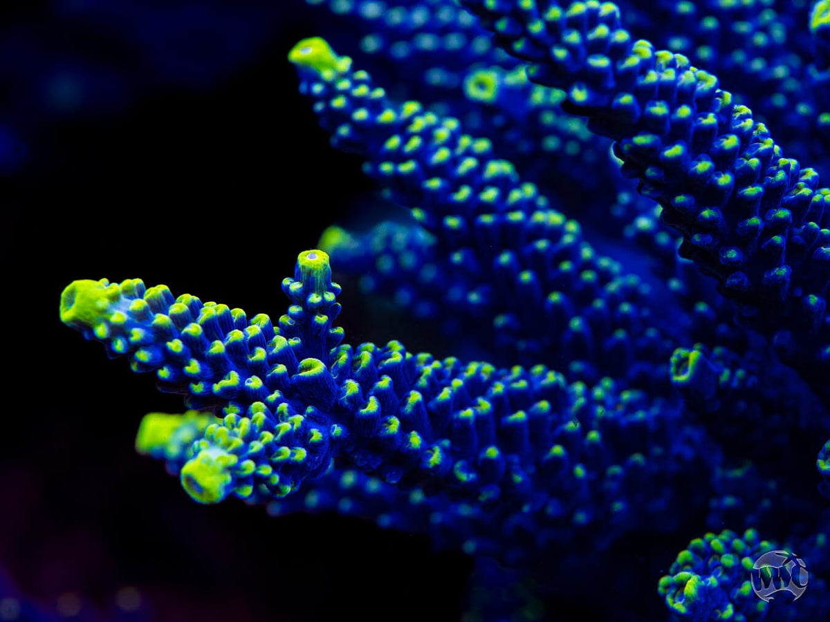WWC Spectacular Stag Acropora