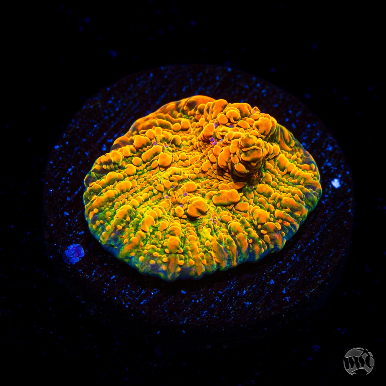 WWC Stellaria Chalice