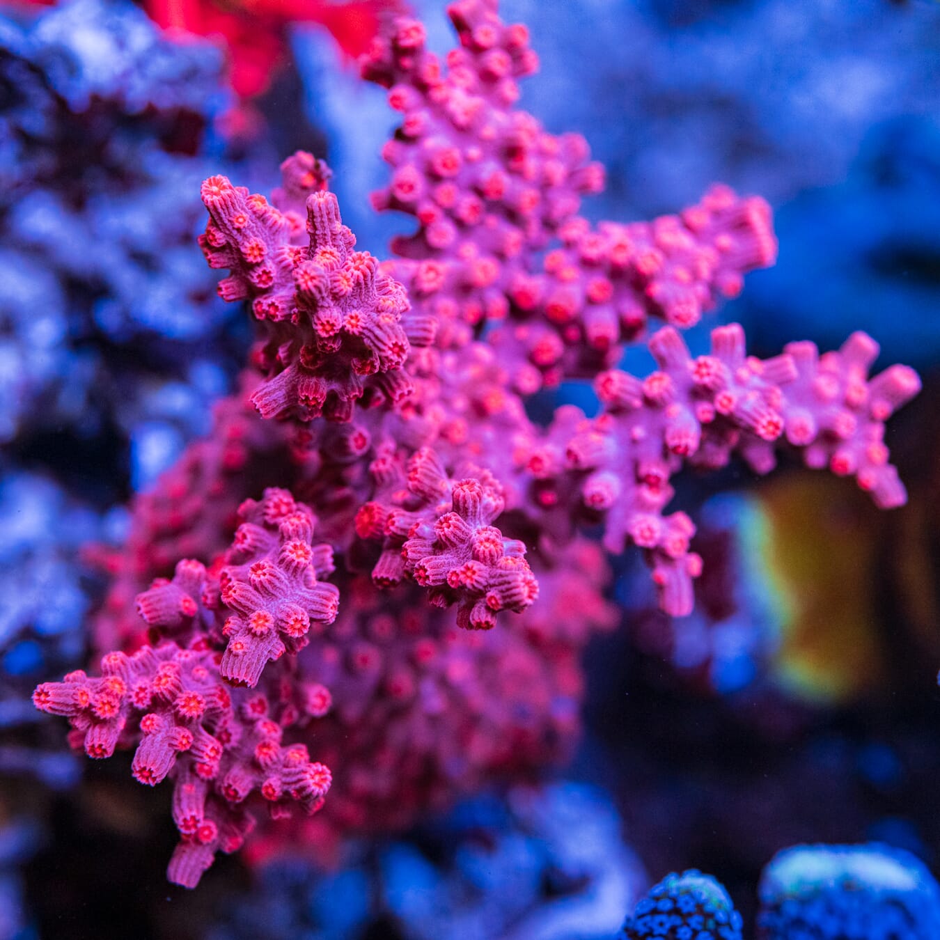 WWC Strawberry Branching Cyphastrea Coral