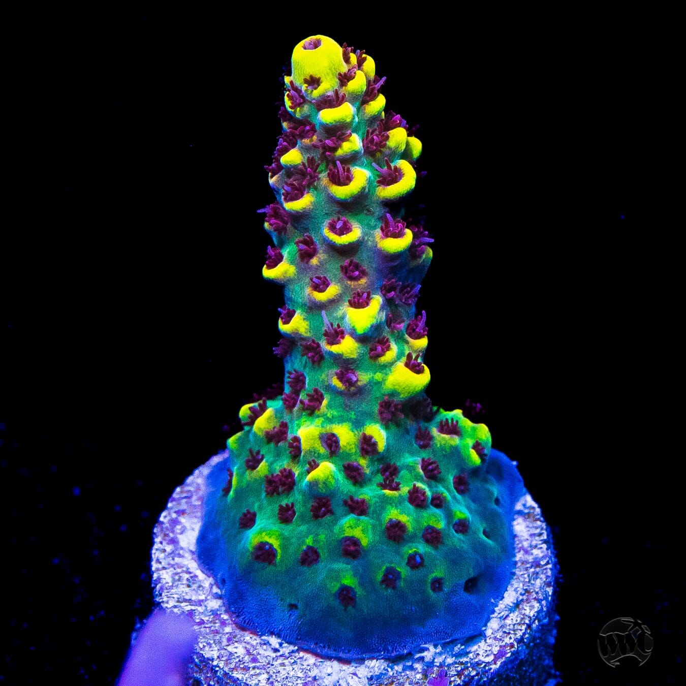 WWC Super Red Polyp Clathrata Acropora