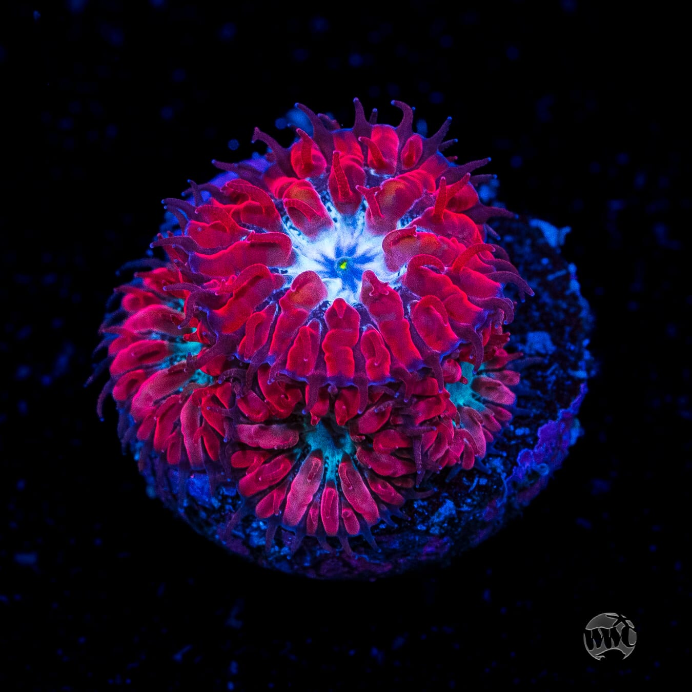 WWC Supermen Merletti Blastomussa Coral