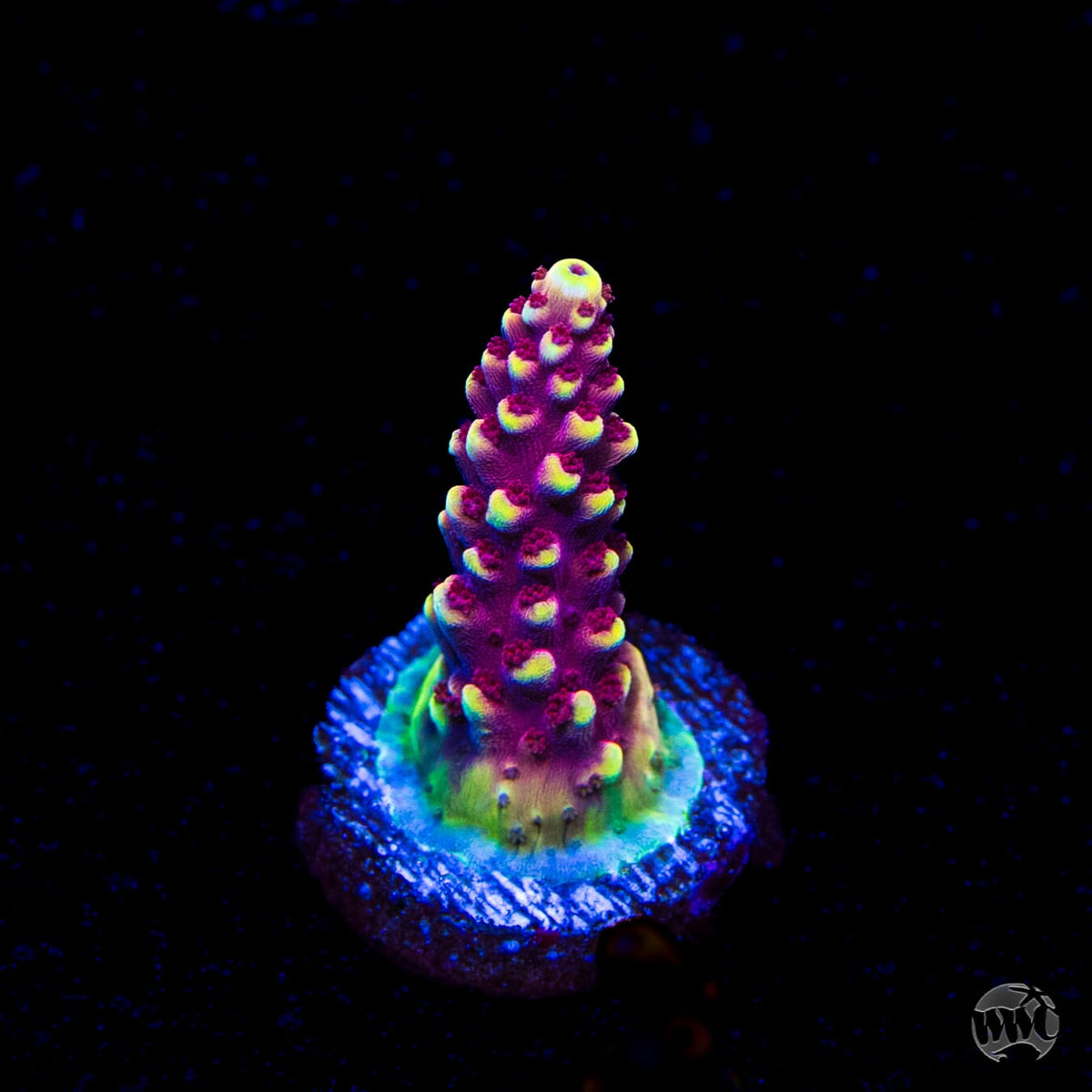 WWC Terra Red Acropora