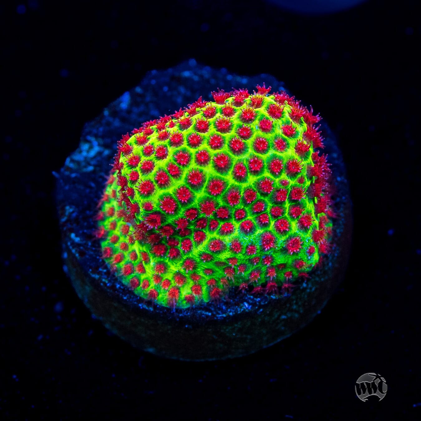 WWC The Grinchy Porites Coral