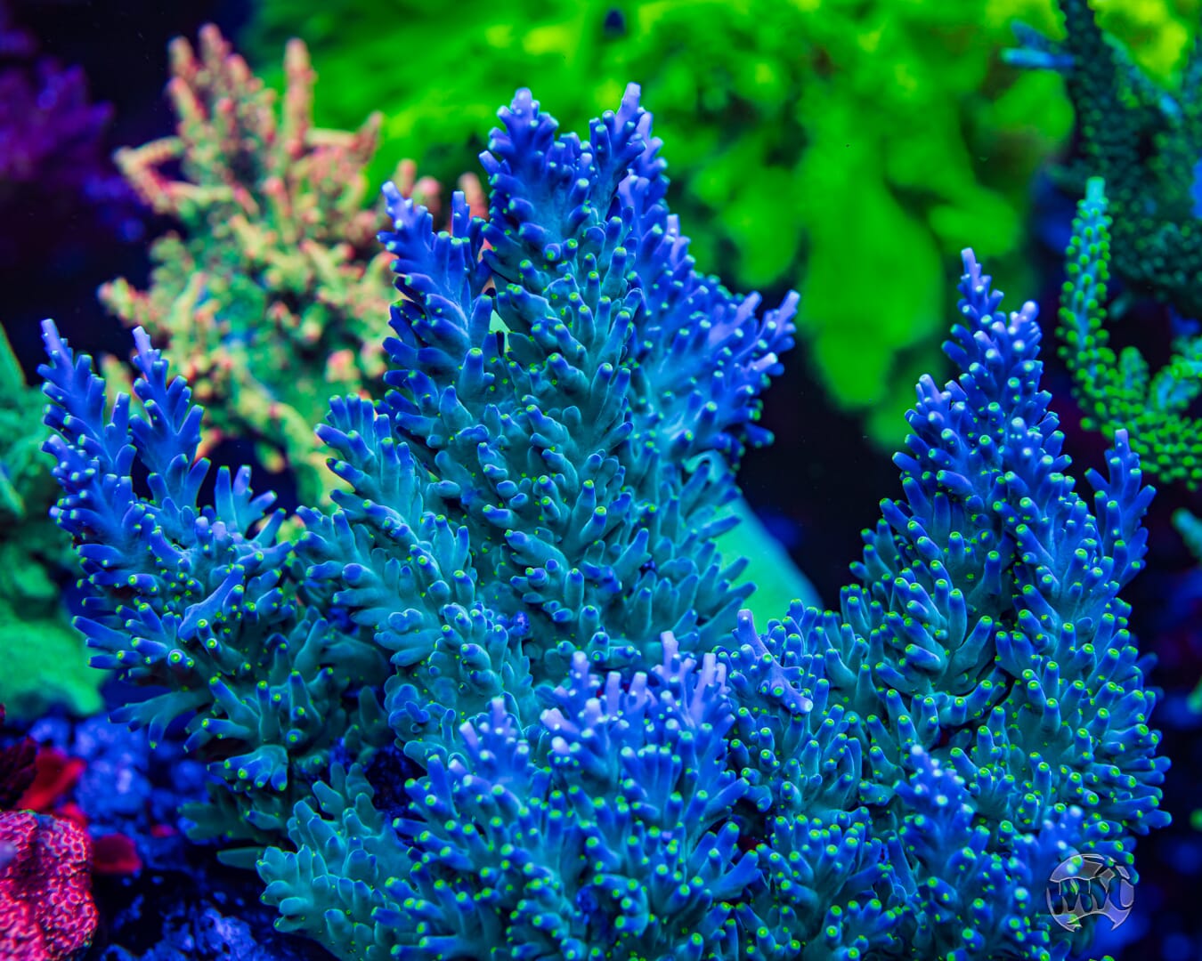 WWC Thunder Struck Acropora - Mother Colony