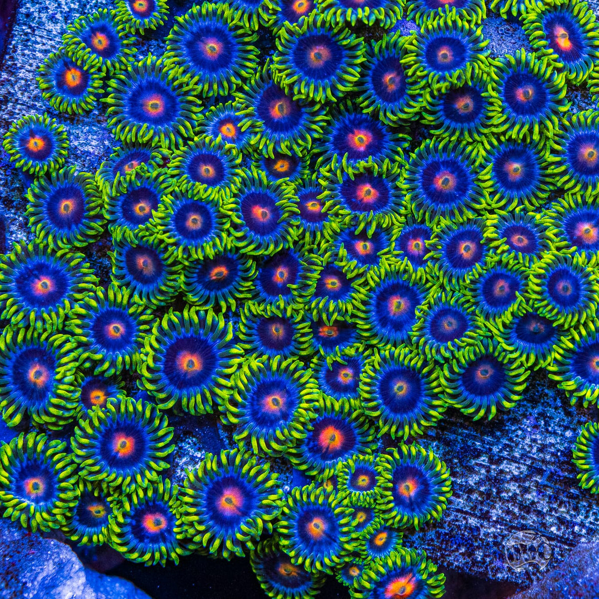 WWC Ultimate Blowpop Zoanthids - Mother Colony Photo