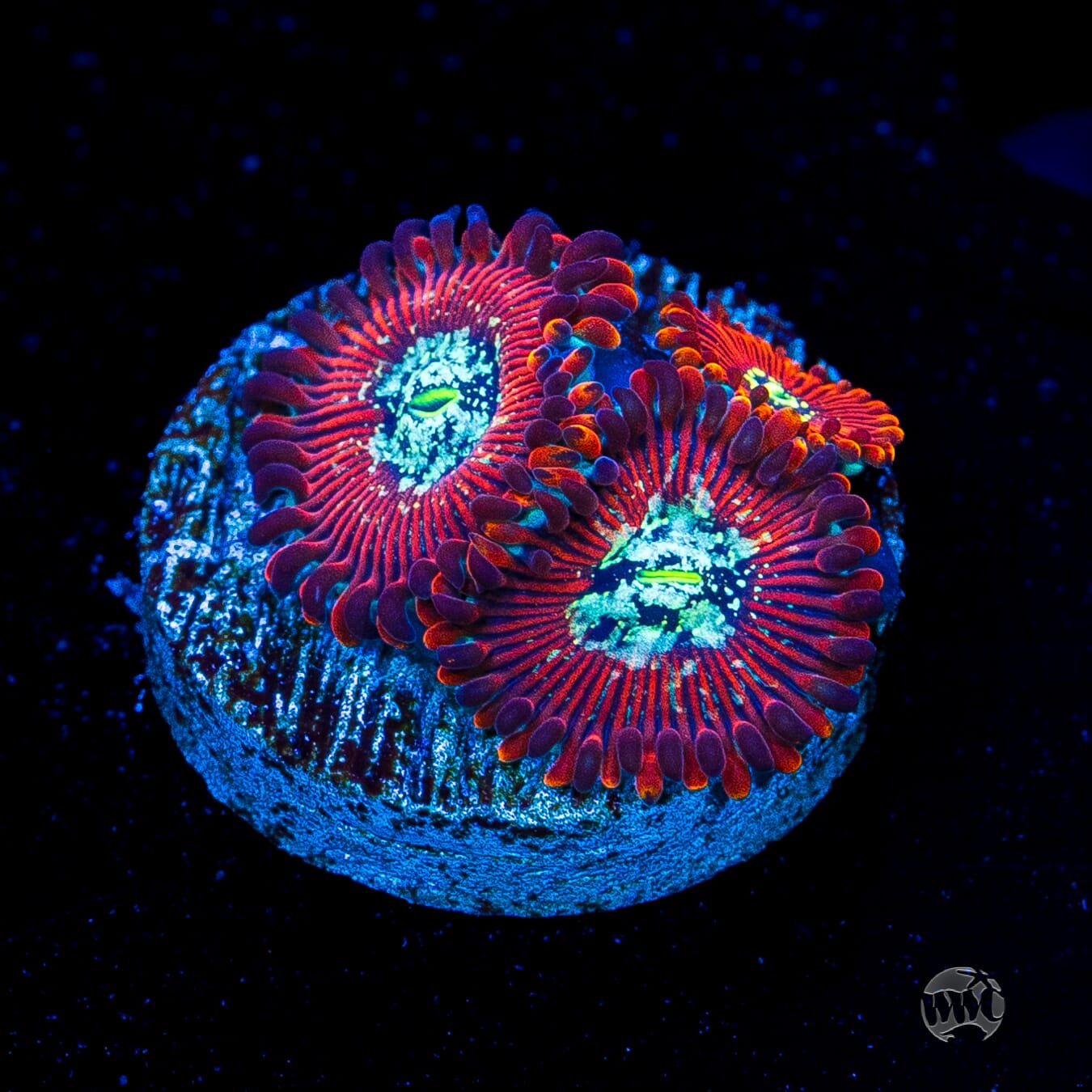 WWC Warlock Zoanthids
