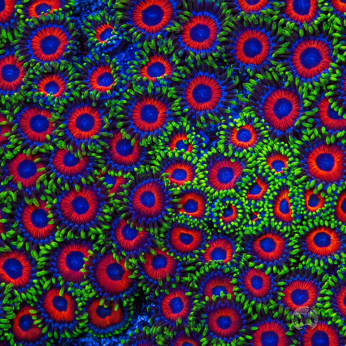 WWC Whammin Watermelon Zoanthids - Mother Colony Photo