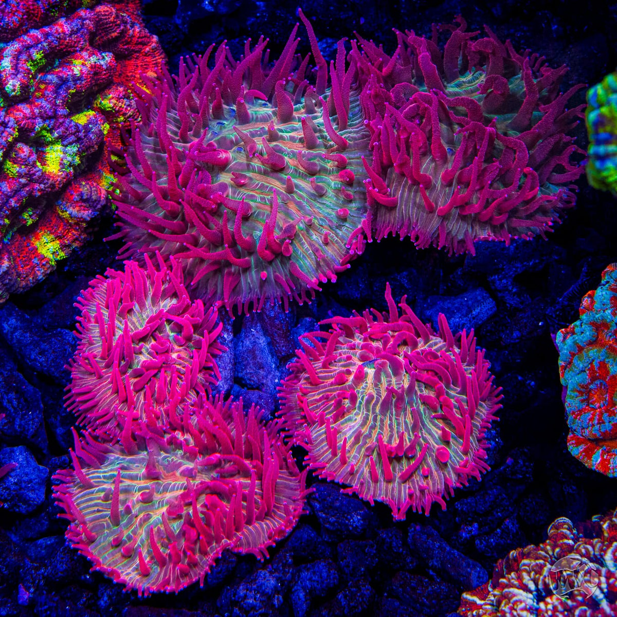 WWC Zombie Apocalypse Diaseris Plate - Mother Colony Photo