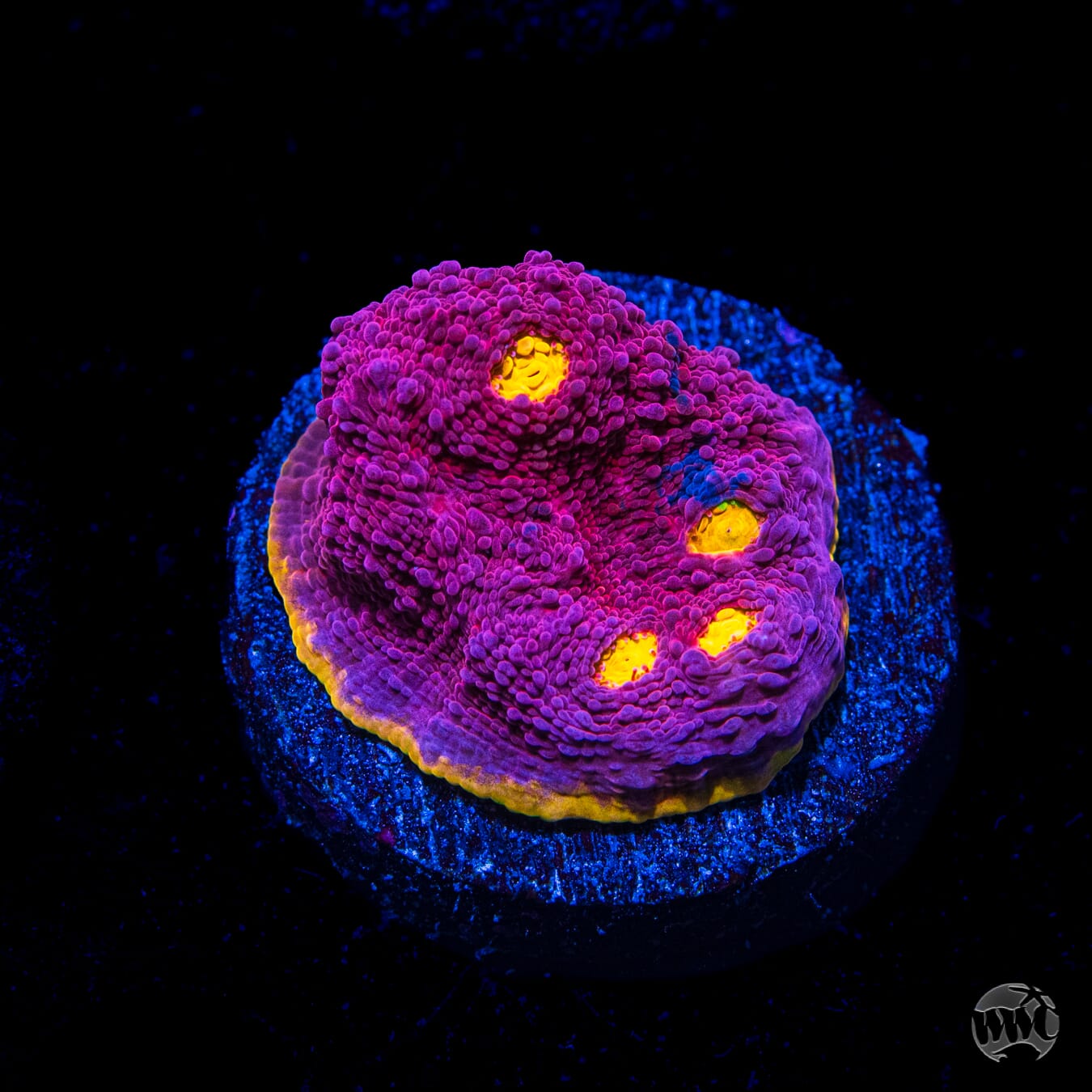 WWC Banana Boom Chalice Coral