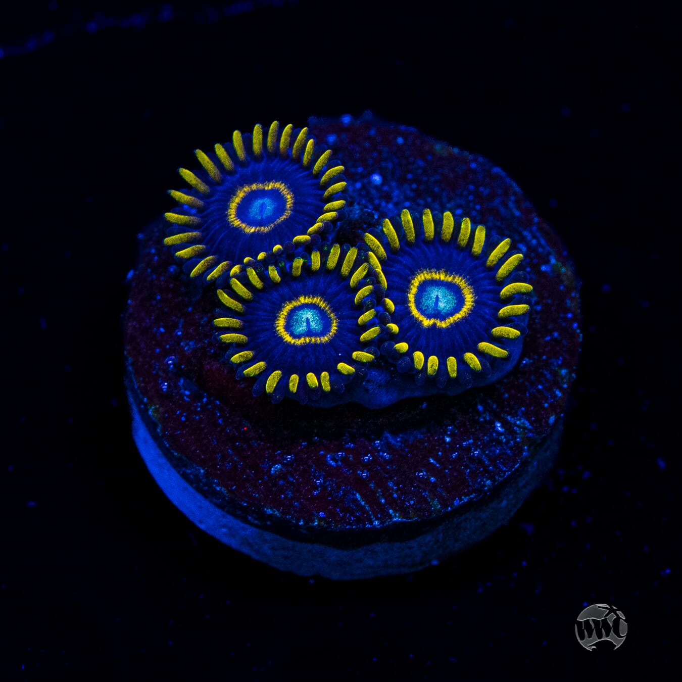 Blue Hornet Zoanthids