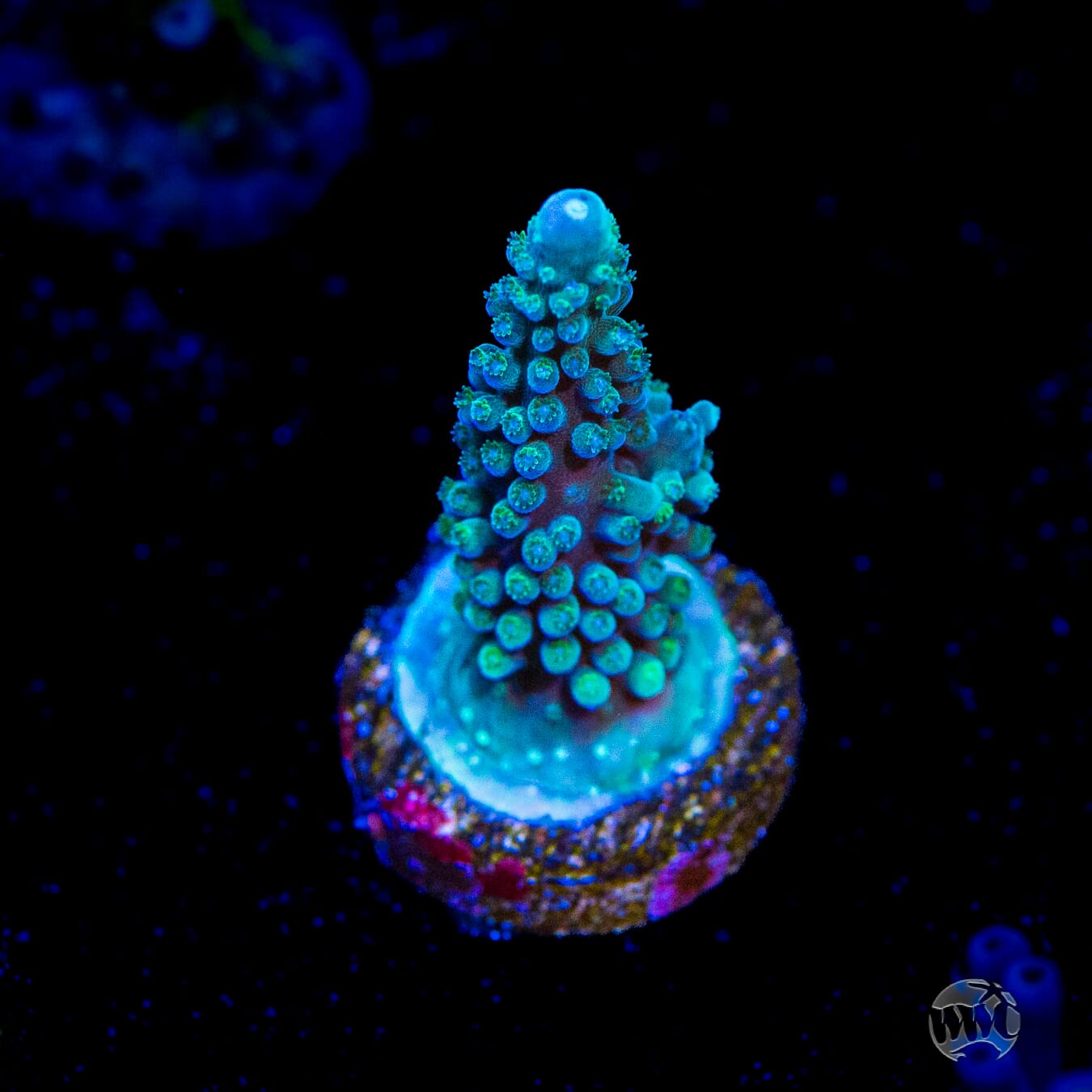WWC Blue Lightning Stag Acropora