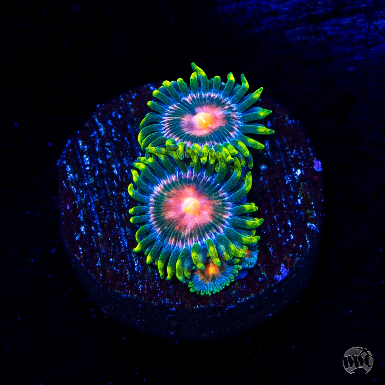 Blue Pinwheel Zoanthids