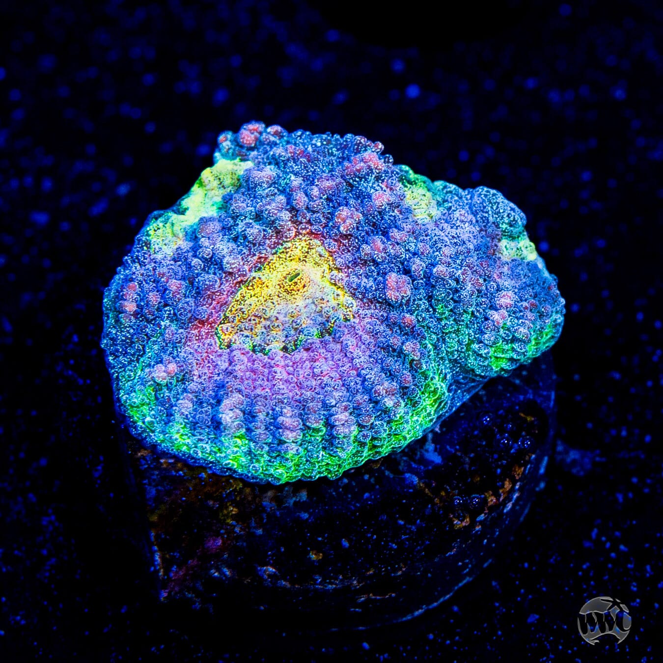 CB Angel Eye Favia
