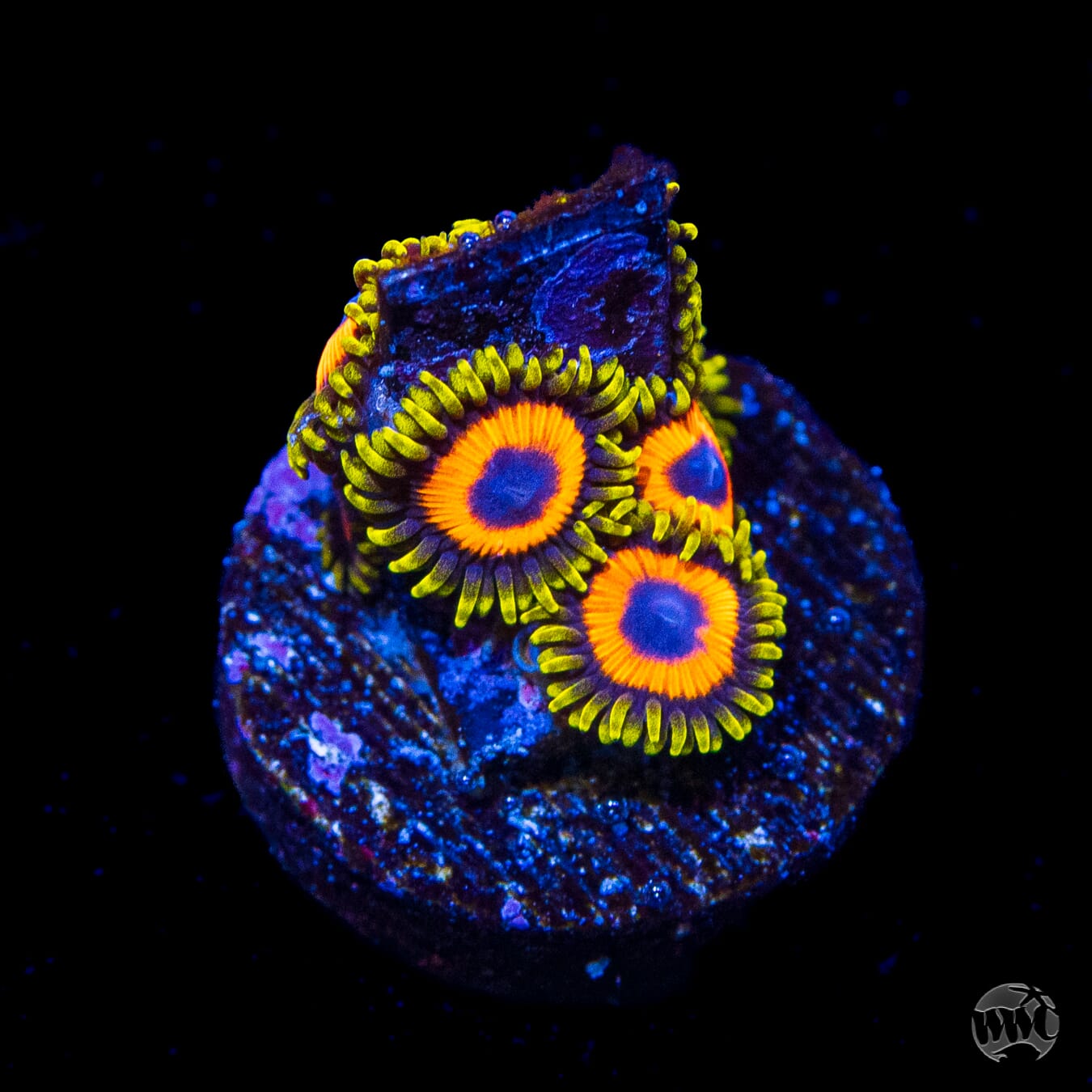 Eagle Eye Zoanthids