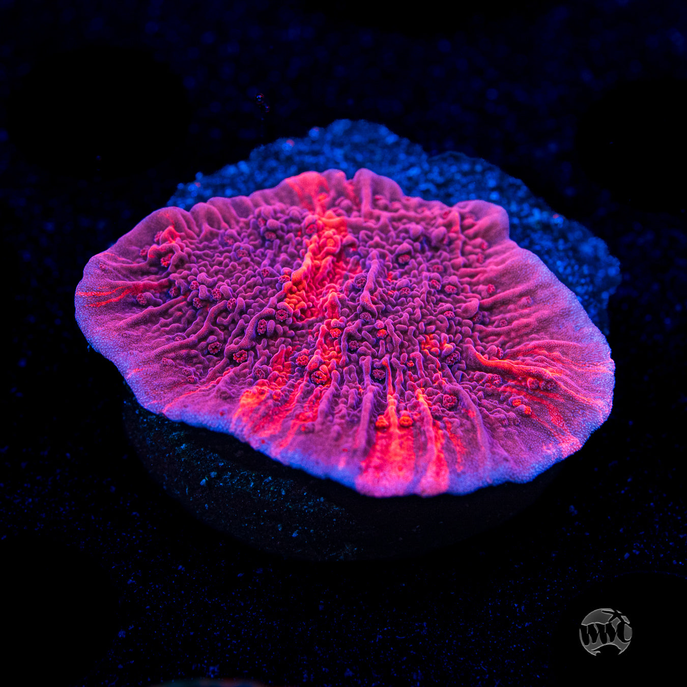 WWC Grafted Firewalker Cap Montipora
