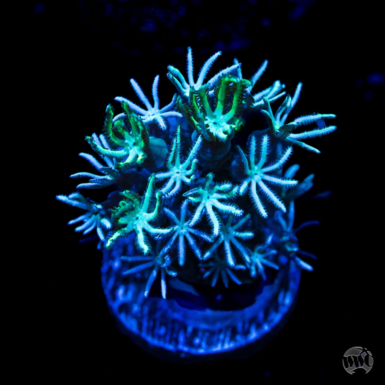 Green Shaggy Pipe Organ Coral
