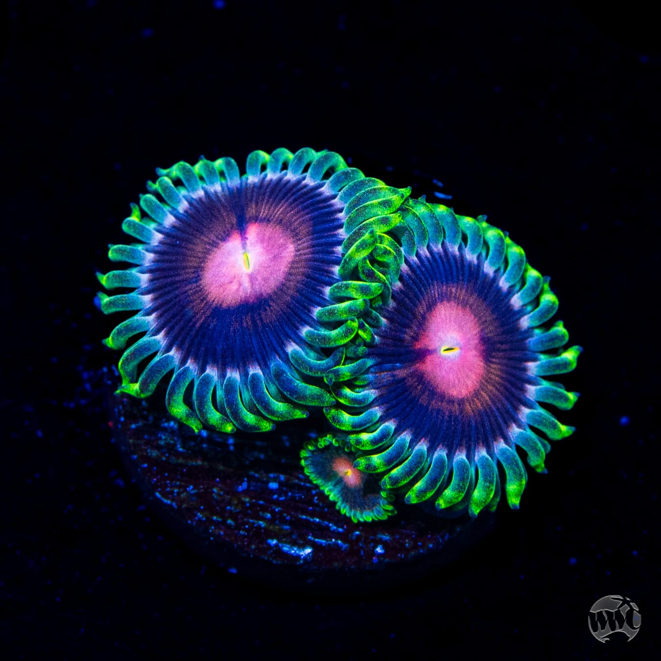 WWC Lucky Kentucky Zoanthids