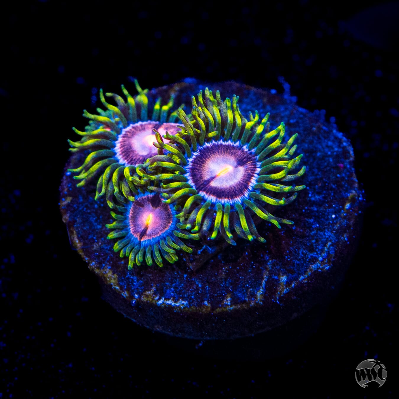 WWC Purple Pinwheel Zoanthids