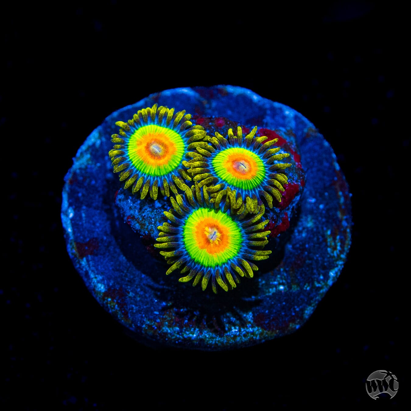 Rasta Zoanthids